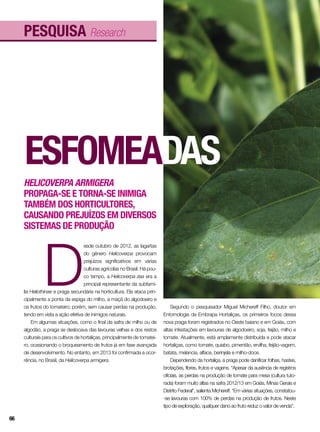 pesquisa Research
Esfomeadas
Helicoverpa armigera
propaga-se e torna-se inimiga
também dos horticultores,
causando prejuízos em diversos
sistemas de produção
D
esde outubro de 2012, as lagartas
do gênero Helicoverpa provocam
prejuízos significativos em várias
culturas agrícolas no Brasil. Há pou-
co tempo, a Helicoverpa zea era a
principal representante da subfamí-
lia Heliothinae e praga secundária na horticultura. Ela ataca prin-
cipalmente a ponta da espiga do milho, a maçã do algodoeiro e
os frutos do tomateiro; porém, sem causar perdas na produção,
tendo em vista a ação efetiva de inimigos naturais.
Em algumas situações, como o final da safra de milho ou de
algodão, a praga se deslocava das lavouras velhas e dos restos
culturais para os cultivos de hortaliças, principalmente de tomatei-
ro, ocasionando o broqueamento de frutos já em fase avançada
de desenvolvimento. No entanto, em 2013 foi confirmada a ocor-
rência, no Brasil, da Helicoverpa armigera.
Segundo o pesquisador Miguel Michereff Filho, doutor em
Entomologia da Embrapa Hortaliças, os primeiros focos dessa
nova praga foram registrados no Oeste baiano e em Goiás, com
altas infestações em lavouras de algodoeiro, soja, feijão, milho e
tomate. Atualmente, está amplamente distribuída e pode atacar
hortaliças, como tomate, quiabo, pimentão, ervilha, feijão-vagem,
batata, melancia, alface, berinjela e milho-doce.
Dependendo da hortaliça, a praga pode danificar folhas, hastes,
brotações, flores, frutos e vagens. “Apesar da ausência de registros
oficiais, as perdas na produção de tomate para mesa (cultura tuto-
rada) foram muito altas na safra 2012/13 em Goiás, Minas Gerais e
Distrito Federal”, salienta Michereff. “Em várias situações, constatou-
-se lavouras com 100% de perdas na produção de frutos. Neste
tipo de exploração, qualquer dano ao fruto reduz o valor de venda”.
66
 