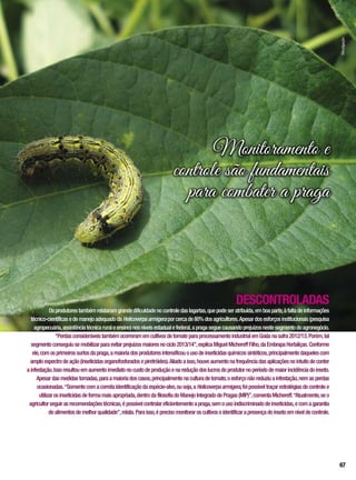 DESCONTROLADAS
Osprodutorestambémrelataramgrandedificuldadenocontroledaslagartas,quepodeseratribuída,emboaparte,àfaltadeinformações
técnico-científicasedemanejoadequadodaHelicoverpaarmigeraporcercade80%dosagricultores.Apesardosesforçosinstitucionais(pesquisa
agropecuária,assistênciatécnicaruraleensino)nosníveisestadualefederal,apragaseguecausandoprejuízosnestesegmentodoagronegócio.
“PerdasconsideráveistambémocorreramemcultivosdetomateparaprocessamentoindustrialemGoiásnasafra2012/13.Porém,tal
segmentoconseguiusemobilizarparaevitarprejuízosmaioresnociclo2013/14”,explicaMiguelMichereffFilho,daEmbrapaHortaliças.Conforme
ele,comosprimeirossurtosdapraga,amaioriadosprodutoresintensificouousodeinseticidasquímicossintéticos,principalmentedaquelescom
amploespectrodeação(inseticidasorganofosforadosepiretróides).Aliadoaisso,houveaumentonafrequênciadasaplicaçõesnointuitodeconter
ainfestação.Issoresultouemaumentoimediatonocustodeproduçãoenareduçãodoslucrosdoprodutornoperíododemaiorincidênciadoinseto.
Apesardasmedidastomadas,paraamaioriadoscasos,principalmentenaculturadetomate,oesforçonãoreduziuainfestação,nemasperdas
ocasionadas.“Somentecomacorretaidentificaçãodaespécie-alvo,ouseja,aHelicoverpaarmigera,foipossíveltraçarestratégiasdecontrolee
utilizarosinseticidasdeformamaisapropriada,dentrodafilosofiadoManejoIntegradodePragas(MIP)”,comentaMichereff.“Atualmente,seo
agricultorseguirasrecomendaçõestécnicas,épossívelcontrolareficientementeapraga,semousoindiscriminadodeinseticidas,ecomagarantia
dealimentosdemelhorqualidade”,relata.Paraisso,éprecisomonitoraroscultivoseidentificarapresençadoinsetoemníveldecontrole.
Monitoramento e
controle são fundamentais
para combater a praga
Divulgação
67
 