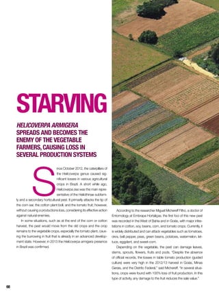 S
ince October 2012, the caterpillars of
the Helicoverpa genus caused sig-
nificant losses in various agricultural
crops in Brazil. A short while ago,
Helicoverpa zea was the main repre-
sentative of the Heliothinae subfami-
ly and a secondary horticultural pest. It primarily attacks the tip of
the corn ear, the cotton plant boll, and the tomato fruit; however,
without causing a productions loss, considering its effective action
against natural enemies.
In some situations, such as at the end of the corn or cotton
harvest, the pest would move from the old crops and the crop
remains to the vegetable crops, especially the tomato plant, caus-
ing the burrowing in fruit that is already in an advanced develop-
ment state. However, in 2013 the Helicoverpa armigera presence
in Brazil was confirmed.
Starving
Helicoverpa armigera
spreads and becomes the
enemy of the vegetable
farmers,causing loss in
several production systems
According to the researcher Miguel Michereff Filho, a doctor of
Entomology at Embrapa Hortaliças, the first foci of this new pest
was recorded in the West of Bahia and in Goiás, with major infes-
tations in cotton, soy, beans, corn, and tomato crops. Currently, it
is widely distributed and can attack vegetables such as tomatoes,
okra, bell pepper, peas, green beans, potatoes, watermelon, let-
tuce, eggplant, and sweet-corn.
Depending on the vegetable, the pest can damage leaves,
stems, sprouts, flowers, fruits and pods. “Despite the absence
of official records, the losses in table tomato production (guided
culture) were very high in the 2012/13 harvest in Goiás, Minas
Gerais, and the Distrito Federal,” said Michereff. “In several situa-
tions, crops were found with 100% loss of fruit production. In this
type of activity, any damage to the fruit reduces the sale value.”
68
 