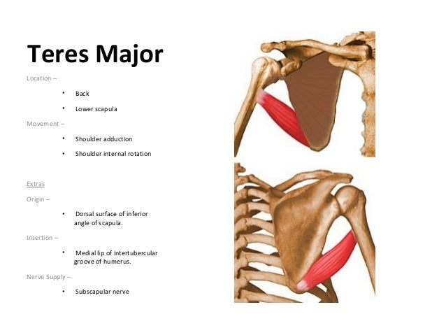muscles of upperlimb and lowerlimb