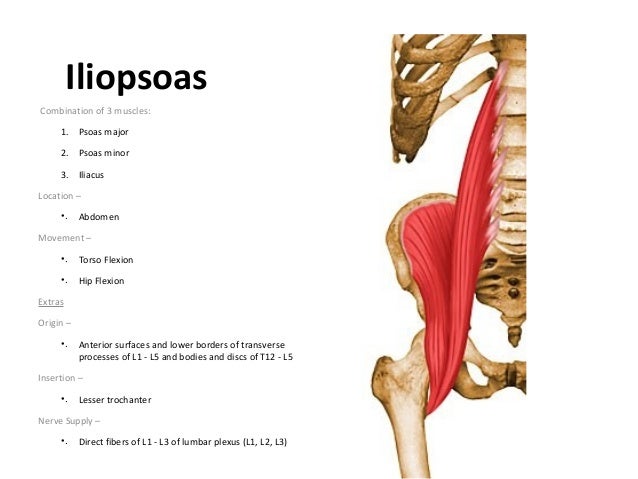 muscles of upperlimb and lowerlimb