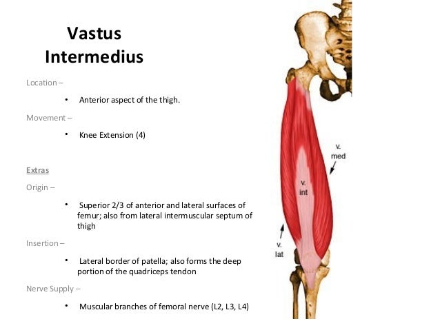 muscles of upperlimb and lowerlimb
