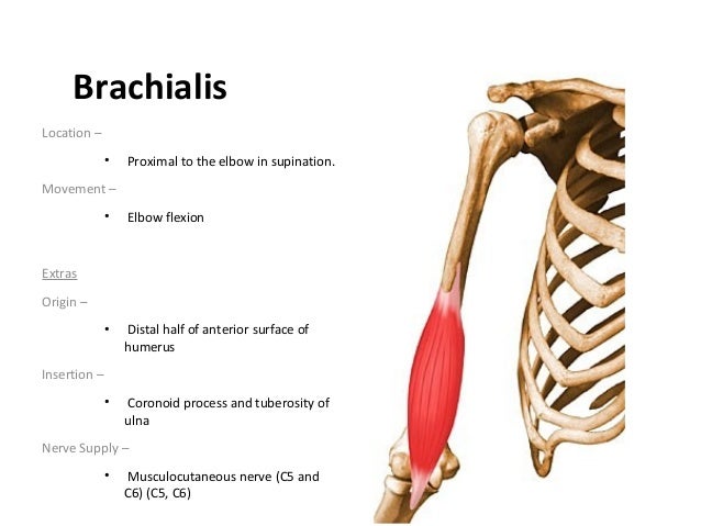 muscles of upperlimb and lowerlimb
