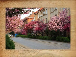 Томаш Гарріг Масарик