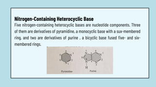 Five nitrogen-containing heterocyclic bases are nucleotide components. Three
of them are derivatives of pyramidine, a monocyclic base with a sux-membered
ring, and two are derivatives of purine , a bicyclic base fused five- and six-
membered rings.
Nitrogen-Containing Heterocyclic Base
 