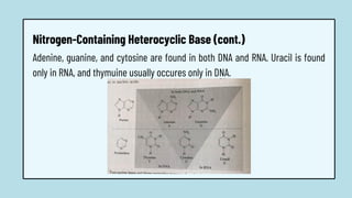 Adenine, guanine, and cytosine are found in both DNA and RNA. Uracil is found
only in RNA, and thymuine usually occures only in DNA.
Nitrogen-Containing Heterocyclic Base (cont.)
 
