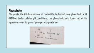 Phosphate, the third component of nucleotide, is derived from phosphoric acid
(H3PO4). Under cellular pH conditions, the phosphoric acid loses two of its
hydrogen atoms to give a hydrogen phosphate ion.
Phosphate
 