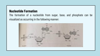 The formation of a nucleotide from sugar, base, and phosphate can be
visualized as occurring in the following manner:
Nucleotide Formation
 