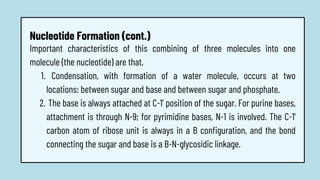 Condensation, with formation of a water molecule, occurs at two
locations: between sugar and base and between sugar and phosphate.
The base is always attached at C-1' position of the sugar. For purine bases,
attachment is through N-9; for pyrimidine bases, N-1 is involved. The C-1'
carbon atom of ribose unit is always in a B configuration, and the bond
connecting the sugar and base is a B-N-glycosidic linkage.
Important characteristics of this combining of three molecules into one
molecule (the nucleotide) are that,
1.
2.
Nucleotide Formation (cont.)
 
