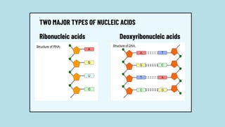 1.
TWO MAJOR TYPES OF NUCLEIC ACIDS
Ribonucleic acids Deoxyribonucleic acids
 