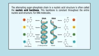 The alternating sugar-phosphate chain in a nucleic acid structure is often called
the nucleic acid backbone. This backbone is constant throughout the entire
nucleic acid structure. For DNA molecules,
 