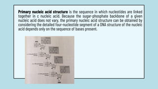 Primary nucleic acid structure is the sequence in which nucleotides are linked
together in c nucleic acid. Because the sugar-phosphate backbone of a given
nucleic acid does not vary, the primary nucleic acid structure can be obtained by
considering the detailed four-nucleotide segment of a DNA structure of the nucleic
acid depends only on the sequence of bases present.
 