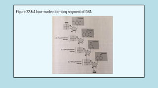 Figure 22.5 A four-nucleotide-long segment of DNA
 