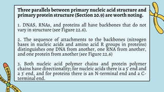 Three parallels between primary nucleic acid structure and
primary protein structure (Section 20.9) are worth noting.
1. DNAS, RNAs, and proteins all have backbones that do not
vary in structure (see Figure 22.6).
2. The sequence of attachments to the backbones (nitrogen
bases in nucleic acids and amino acid R groups in proteins)
distinguishes one DNA from another, one RNA from another,
and one protein from another (see Figure 22.6)
3. Both nucleic acid polymer chains and protein polymer
chains have directionality; for nucleic acids there is a 5' end and
a 3' end, and for proteins there is an N-terminal end and a C-
terminal end.
 