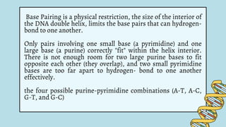 Base Pairing is a physical restriction, the size of the interior of
the DNA double helix, limits the base pairs that can hydrogen-
bond to one another.
Only pairs involving one small base (a pyrimidine) and one
large base (a purine) correctly "fit" within the helix interior.
There is not enough room for two large purine bases to fit
opposite each other (they overlap), and two small pyrimidine
bases are too far apart to hydrogen- bond to one another
effectively.
the four possible purine-pyrimidine combinations (A-T, A-C,
G-T, and G-C)
 