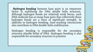 Hydrogen bonding between base pairs is an important
factor in stabilizing the DNA double helix structure.
Although hydrogen bonds are relatively weak forces, each
DNA molecule has so many base pairs that collectively these
hydrogen bonds are a force of significant strength. In
addition to hydrogen bonding, base-stacking interactions
also contribute to DNA double-helix stabilization.
Hydrogen bonding is responsible for the secondary
structure (double helix) of DNA. Hydrogen bonding is also
responsible for secondary structure in proteins
 