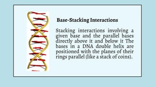 Base-Stacking Interactions
Stacking interactions involving a
given base and the parallel bases
directly above it and below it The
bases in a DNA double helix are
positioned with the planes of their
rings parallel (like a stack of coins).
 