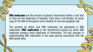 1.
DNA molecules are the carriers of genetic information within a cell; that
is, they are the molecules of heredity. Each time a cell divides, an exact
copy of the DNA of the parent cell is needed for the new daughter cell.
The process by which new DNA molecules are generated is DNA
replication. DNA replication is the biochemical process by which DNA
molecules produce exact duplicates of themselves. The key concept in
understanding DNA replication is the base pairing associated with the
DNA double helix.
 
