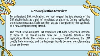 DNA Replication Overview
1.
To understand DNA replication, we must regard the two strands of the
DNA double helix as a pair of templates, or patterns. During replication,
the strands separate. Each can then act as a template for the synthesis
of a new, complementary strand.
The result is two daughter DNA molecules with base sequences identical
to those of the parent double helix. Let us consider details of this
replication. Under the influence of the enzyme DNA helicase, the DNA
double helix unwinds, and the hydrogen bonds between complementary
bases are broken.
 