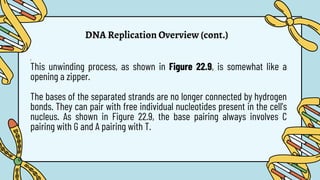 DNA Replication Overview (cont.)
1.
This unwinding process, as shown in Figure 22.9, is somewhat like a
opening a zipper.
The bases of the separated strands are no longer connected by hydrogen
bonds. They can pair with free individual nucleotides present in the cell's
nucleus. As shown in Figure 22.9, the base pairing always involves C
pairing with G and A pairing with T.
 