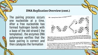 DNA Replication Overview (cont.)
The pairing process occurs
one nucleotide at a time.
After a free nucleotide has
formed hydrogen bonds with
a base of the old strand ( the
templatea) , the enzymes DNA
polymerase verifies that the
base pairing is correct and
then catalyzes the formation
 