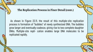 The Replication Process in Finer Detail (cont.)
As shown in Figure 22.11, the result of this multiple-site replication
process is formation of "bubbles" of newly synthesized DNA. The bubbles
grow larger and eventually coalesce, giving rise to two complete daughter
DNAs. Multiple-site repli- cation enables large DNA molecules to be
replicated rapidly.
 