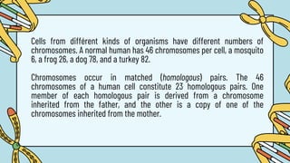 Cells from différent kinds of organisms have different numbers of
chromosomes. A normal human has 46 chromosomes per cell, a mosquito
6, a frog 26, a dog 78, and a turkey 82.
Chromosomes occur in matched (homologous) pairs. The 46
chromosomes of a human cell constitute 23 homologous pairs. One
member of each homologous pair is derived from a chromosome
inherited from the father, and the other is a copy of one of the
chromosomes inherited from the mother.
 