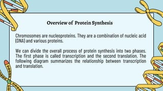Overview of Protein Synthesis
Chromosomes are nucleoproteins. They are a combination of nucleic acid
(DNA) and various proteins.
We can divide the overall process of protein synthesis into two phases.
The first phase is called transcription and the second translation. The
following diagram summarizes the relationship between transcription
and translation.
 