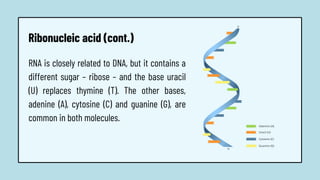Ribonucleic acid (cont.)
RNA is closely related to DNA, but it contains a
different sugar – ribose – and the base uracil
(U) replaces thymine (T). The other bases,
adenine (A), cytosine (C) and guanine (G), are
common in both molecules.
 