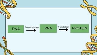 DNA RNA PROTEIN
Transcription Translation
 