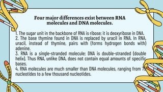 Four major differences exist between RNA
molecules and DNA molecules.
1. The sugar unit in the backbone of RNA is ribose; it is deoxyribose in DNA.
2. The base thymine found in DNA is replaced by uracil in RNA. In RNA,
uracil, instead of thymine, pairs with (forms hydrogen bonds with)
adenine.
3. RNA is a single-stranded molecule; DNA is double-stranded (double
helix). Thus RNA, unlike DNA, does not contain equal amounts of specific
bases.
4. RNA molecules are much smaller than DNA molecules, ranging from 75
nucleotides to a few thousand nucleotides.
 