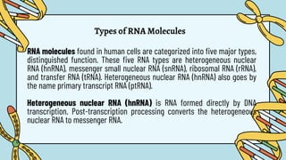 Types of RNA Molecules
RNA molecules found in human cells are categorized into five major types,
distinguished function. These five RNA types are heterogeneous nuclear
RNA (hnRNA), messenger small nuclear RNA (snRNA), ribosomal RNA (rRNA),
and transfer RNA (tRNA). Heterogeneous nuclear RNA (hnRNA) also goes by
the name primary transcript RNA (ptRNA).
Heterogeneous nuclear RNA (hnRNA) is RNA formed directly by DNA
transcription. Post-transcription processing converts the heterogeneous
nuclear RNA to messenger RNA.
 