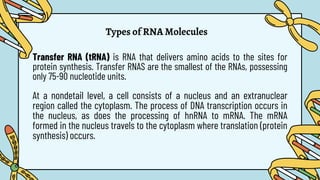 Types of RNA Molecules
Transfer RNA (tRNA) is RNA that delivers amino acids to the sites for
protein synthesis. Transfer RNAS are the smallest of the RNAs, possessing
only 75-90 nucleotide units.
At a nondetail level, a cell consists of a nucleus and an extranuclear
region called the cytoplasm. The process of DNA transcription occurs in
the nucleus, as does the processing of hnRNA to mRNA. The mRNA
formed in the nucleus travels to the cytoplasm where translation (protein
synthesis) occurs.
 