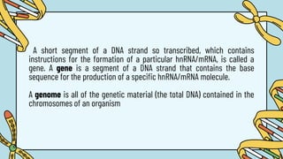 A short segment of a DNA strand so transcribed, which contains
instructions for the formation of a particular hnRNA/mRNA, is called a
gene. A gene is a segment of a DNA strand that contains the base
sequence for the production of a specific hnRNA/mRNA molecule.
A genome is all of the genetic material (the total DNA) contained in the
chromosomes of an organism
 