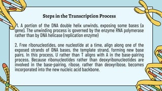 Steps in the Transcription Process
1. A portion of the DNA double helix unwinds, exposing some bases (a
gene). The unwinding process is governed by the enzyme RNA polymerase
rather than by DNA helicase (replication enzyme)
2. Free ribonucleotides, one nucleotide at a time, align along one of the
exposed strands of DNA bases, the template strand, forming new base
pairs. In this process, U rather than T aligns with A in the base-pairing
process. Because ribonucleotides rather than deoxyribonucleotides are
involved in the base-pairing, ribose, rather than deoxyribose, becomes
incorporated into the new nucleic acid backbone.
 
