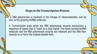 Steps in the Transcription Process
3. RNA polymerase is involved in the linkage of ribonucleotides, one by
one, to the growing hnRNA molecule.
4. Transcription ends when the RNA polymerase enzyme encounters a
sequence of bases that is "read" as a stop signal. The newly formed hnRNA
molecule and the RNA polymerase enzyme are released and the DNA then
rewinds to re-form the original double helix.
 