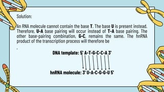 Solution:
An RNA molecule cannot contain the base T. The base U is present instead.
Therefore, U-A base pairing will occur instead of T-A base pairing. The
other base-pairing combination, G-C, remains the same. The hnRNA
product of the transcription process will therefore be
D
DNA template: 5' A-T-G-C-C-A 3'
hnRNA molecule: 3' U-A-C-G-G-U 5'
 