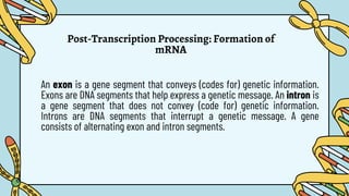 Post-Transcription Processing: Formation of
mRNA
An exon is a gene segment that conveys (codes for) genetic information.
Exons are DNA segments that help express a genetic message. An intron is
a gene segment that does not convey (code for) genetic information.
Introns are DNA segments that interrupt a genetic message. A gene
consists of alternating exon and intron segments.
 