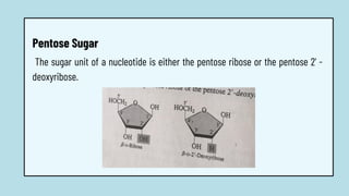 The sugar unit of a nucleotide is either the pentose ribose or the pentose 2' -
deoxyribose.
Pentose Sugar
 