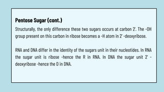 Structurally, the only difference these two sugars occurs at carbon 2'. The -OH
group present on this carbon in ribose becomes a -H atom in 2' -deoxyribose.
RNA and DNA differ in the identity of the sugars unit in their nucleotides. In RNA
the sugar unit is ribose -hence the R in RNA. In DNA the sugar unit 2' -
deoxyribose -hence the D in DNA.
Pentose Sugar (cont.)
 