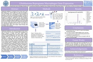 Glioblastoma Reprograms Macrophages Gene Expression
Abstract Methods Results
Acknowledgements
Conclusions
Mrunali Patel, Gina M. Rodriguez, Kennedy Adams, Lara Brown, Shefali Das, Jacqueline Fezza, Neshama Fournier, Rohan Paturu, Nicole Serio, Rahil Shah, Ava Weitz, Dr. Salvatore Coniglio
New Jersey Center for Science, Technology & Mathematics;
Group Summer Scholars Research Program, Marianne Gass, and STEM Faculty
Glioblastoma multiforme is one of the most aggressive brain cancers,
with a survival rate of less than 12 months after the diagnosis. The
methods available to manage this cancer include surgery,
chemotherapy, and radiation; however, they do not ensure a complete
removal of metastatic glioblastoma cells. Recent studies show that
microglia, immune cells in the brain, are the key to the metastasis
(spreading) of cancer cells. The cancer cells and microglia
communicate via signaling pathways that ultimately result in altered
gene expression in microglia. This study used quantitative real time
PCR to measure levels of gene expression in microglia treated with
GCM as compared to untreated microglia. The genes studied coded for
a class of proteins called CC chemokines, which are known to play a
role in inflammation and immunity.² Blocking these proteins has been
shown to increase human susceptibility to infection. Upregulation or
downregulation of these genes in microglia could play a role in the
glioblastoma’s ability to metastasize without eliciting an immune
response. The purpose of this experiment was to identify which CC
chemokines in microglia are regulated by glioblastoma cells. Studying
the resulting changes in the behavior of the microglia can lead to a
better understanding of metastasis while opening new possibilities in
the field of therapeutics.
1
2
3 4
Figure 2: Master mix of: SYBR
Green Dye (1), Nuclease Free
Water (2), cDNA (Macrophages
treated with Glioma-Conditioned
Media + Control cDNA) (3), and
various primers (4) [photo
courtesy of directindustry.com]
Figure 3: 20ul
master mix was
added to PCR
reaction tube.
[picture courtesy
of brand.de]
Figure 1: Lyse cells, harvest mRNA, produce
cDNA [photo courtesy of tataa.com]
Figure 4: PCR
tubes were placed
in thermocycler.
[picture courtesy
of bio.rad.com
Figure 5: Illustrates what is
occurring in the thermocycler. (1)
Denaturation (2) Annealing (3)
Melting Curve of Analysis [photo
courtesy of openwetware.org
siRNA can be used to block target genes in microglia that were seen
upregulated in these experiments. An invasion assay can then be
performed using these microglial cells to determine whether blocking
the expression of these genes in microglia affects glioblastoma invasion.
Glioblastoma multiforme is an aggressive form of brain cancer with a
high mortality rate.¹ Previous studies have shown that microglia, a
form of macrophage cell, are critical in the growth and metastasis of
this cancer. In order for the macrophages to enable metastasis, the
glioblastoma cells must first reprogram the macrophages via changes in
gene expression. In this study, we attempted to elucidate which genes in
microglia are regulated by glioblastoma cells. Using quantitative
real-time PCR, the changes in the gene expression between untreated
microglia and microglia treated with glioblastoma conditioned media
(GCM) were quantified by finding the difference in the cycle threshold
between the two samples. This was used to calculate the fold change in
gene expression. In microglia treated with GCM, CCL4 and CCL3
were downregulated while CCL5, CCL6, CCL7, and CCL9 were
upregulated. Future studies will investigate whether blocking these
genes inhibits tumor metastasis.
➔ The expression of the CCL4 and CCL3 genes in macrophages
decreased when treated.
➔ CCL5 and CCL6 genes exhibited slightly greater expression.
➔ The expression of CCL7 and CCL9 increased greatly when the
microglia were treated with GLCM.
➔ CCL2, uPAR, and CCR1 did not express any signal in either the
treated or untreated sample.
Figure 7:
Gene expression in
GCM treated
microglia was
compared to
expression in
untreated samples.
A higher fold
change indicates
increased gene
expression.
Expression
increased in the
CCL7 and CCL9
genes.
Introduction
Future Works
Figure 6: Illustrated here are the primers chosen. They were selected due to their recognized
capabilities to increase or decrease gene expression.
References
¹Survival Statistics for Brain Tumours. (n.d.). Retrieved August 09, 2016.
² Viola, A., & Luster, A. D. (2007, September 17). Chemokines and Their Receptors: Drug Targets
in Immunity and Inflammation. Annual Review of Pharmacology and Toxicology, 177-182.
Retrieved August 9, 2016.
 