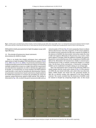 46 X. Xiang et al. / Biosensors and Bioelectronics 32 (2012) 43–49
Fig. 2. (A) Microvalve controlled fusion of three droplets: the ﬁrst droplet was dye while others were buffer. From 1 to 5 showed the fusion process between the ﬁrst droplet
and second, and then it fused into the third one as a well-mixed one and (B) the fusion process of droplet pairs by adjusting the switch of valve in the fusing zone.
DOD platform holds great potential in high throughput assays with
high efﬁciency.
3.3. The principle of luminescence-based colorimetric
determination for dsDNA in droplet
There is no doubt that droplet techniques have widespread
applications in high throughput DNA hybridization analysis (Hsieh
et al., 2009; Srisa-Art et al., 2009a). As previously mentioned, those
traditional droplet protocols for biomolecule analysis are limited by
multiple compositions assays on a single chip and the requirement
of costly detection equipment. In order to develop the applications
of droplet, an incorporation of visual method and DOD platform
could provide a new way for biomolecule determination. Herein,
we presented a luminescence-based colorimetric droplet platform
for dsDNA determination to evaluate the possibility by using two
separate output ﬂuorescent signals of QDs and Ru. The scheme is
illustrated in Fig. 1(B), in which the green luminescent QDs with an
emissive peak at 553 nm (Fig. S5) were purposely chosen to obtain
obvious ﬂuorescence and color responses. In this sensor platform,
Ru could be served a quencher for QDs and a reporter for dsDNA. In
the absence of dsDNA, the electrostatic interaction makes Ru close
to QDs and suppress efﬁciently its ﬂuorescence. As a result, a dark
green appears in droplet. With the addition of dsDNA, the quench-
ing process is prevented because of the competition of dsDNA with
QDs for Ru. Meanwhile, the luminescence of QDs is restored and a
red ﬂuorescence of Ru is emitted, causing the droplet in a mixed
color. On the basis of this mechanism, a colorimetric strategy for
dsDNA can be established in droplet relying on our design logic.
Then, the experiments were carried out by selecting ctDNA as a
model analyte and the results were shown in Fig. 4. In the absence
of ctDNA, Ru was mixed with QDs, and a dark color was observed.
When ctDNA droplet was fused into the quenched droplet of
QDs–Ru, an obvious orange color appeared in the three parallel
controls. The results revealed that the detection of dsDNA could
be realized in droplet by comparing droplet color. In this visual
Fig. 3. Creation of concentration gradient of green food dye in droplet: the VRs from A to D were 9%, 19%, 38% and 58%, respectively.
 