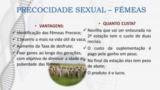 • VANTAGENS:
✓ Identificação das Fêmeas Precoce;
✓ 1 bezerro a mais na vida útil da vaca;
✓ Aumento da Taxa de desfrute;
✓ Fixar genes ao longo das gerações,
com objetivo de diminuir a idade da
puberdade das fêmeas.
• QUANTO CUSTA?
✓ Novilha que vai ser entourada na
2ª estação tem o custo de duas
recrias;
✓ O custo da suplementação é
pago pelo ganho em peso;
✓ No final da estação elas tem peso
de abate;
✓ O produto é o lucro.
PRECOCIDADE SEXUAL – FÊMEAS
 