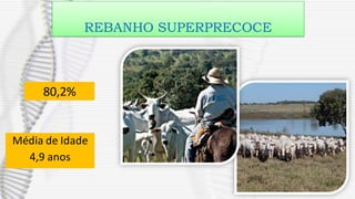 REBANHO SUPERPRECOCE
80,2%
Média de Idade
4,9 anos
 