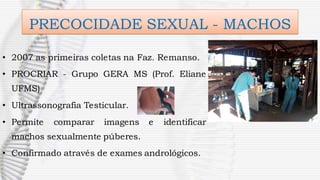 PRECOCIDADE SEXUAL - MACHOS
• 2007 as primeiras coletas na Faz. Remanso.
• PROCRIAR - Grupo GERA MS (Prof. Eliane
UFMS)
• Ultrassonografia Testicular.
• Permite comparar imagens e identificar
machos sexualmente púberes.
• Confirmado através de exames andrológicos.
 