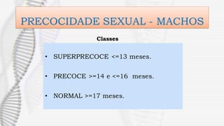 PRECOCIDADE SEXUAL - MACHOS
• SUPERPRECOCE <=13 meses.
• PRECOCE >=14 e <=16 meses.
• NORMAL >=17 meses.
Classes
 
