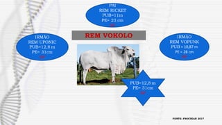 PAI
REM RICKET
PUB=11m
PE= 23 cm
SP
IRMÃO
REM UPONIC
PUB=12,8 m
PE= 31cm
SP
REM VOKOLO IRMÃO
REM VOPUNK
PUB = 10,87 m
PE = 28 cm
SP
PUB=12,8 m
PE= 31cm
SP
FONTE: PROCRIAR 2017
 