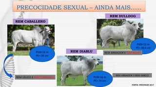 PRECOCIDADE SEXUAL – AINDA MAIS......
PUB=14 m
PE= 28 cm
PUB=16 m
PE= 34 cm
PUB=13 m
PE= 28,5 cm
REM CABALLERO
REM DULLDOG
REM DIABLU REM ARMADOR X REM RICKET
REM ARMADOR X REM SABELO
REM UELICO X REM TORIXOREU
FONTE: PROCRIAR 2017
 