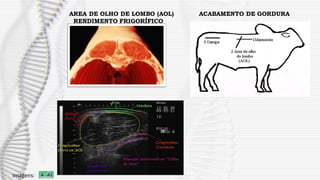 AREA DE OLHO DE LOMBO (AOL)
RENDIMENTO FRIGORÍFICO
ACABAMENTO DE GORDURA
Imagens:
 