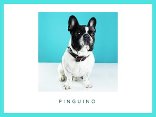 P I N G U I N O
 